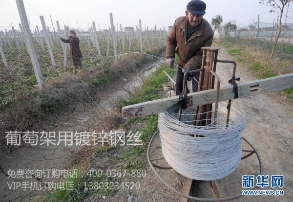 葡萄架鍍鋅鋼絲