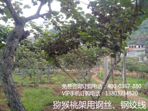 獼猴桃架鍍鋅鋼絲
